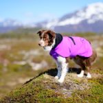 SporttiRakin ProPalttoo lila koko 55 cm australianpaimenkoirauros