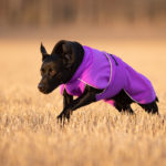 lila ProPalttoo koiran takki labradorinnoutaja vauhdissa