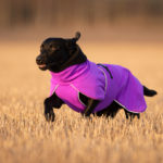 lila ProPalttoo labradorinnoutaja 60 cm