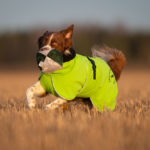 vihrea ProPalttoo 55 cm koiran takki