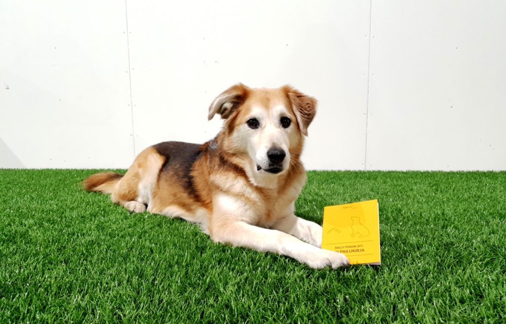 Kisakirja on keltainen kilpailulupakirja, johon merkitään koiran tiedot.