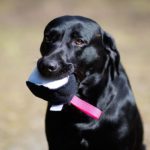 Nahkis-nahkapallo musta-pinkki koiran suussa