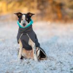 SporttiPalttoo harmaa-turkoosi koko 55 cm bc-uros