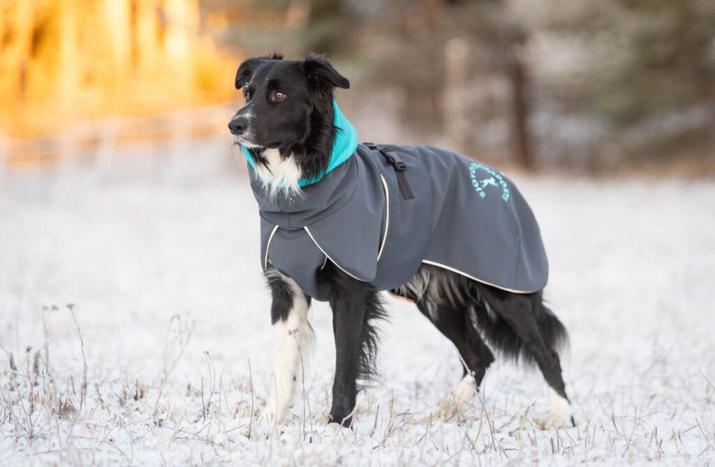 SporttiPalttoo harmaa-turkoosi koko 60 cm värillinen sisäkaulus