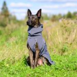 SporttiPalttoo koiran takki koko 60 cm hollanninpaimenkoira