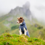 harmaa-turkoosi koiran sadetakki kotimainen huippulaadukas