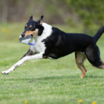 Lila Moyhis ja lk collie