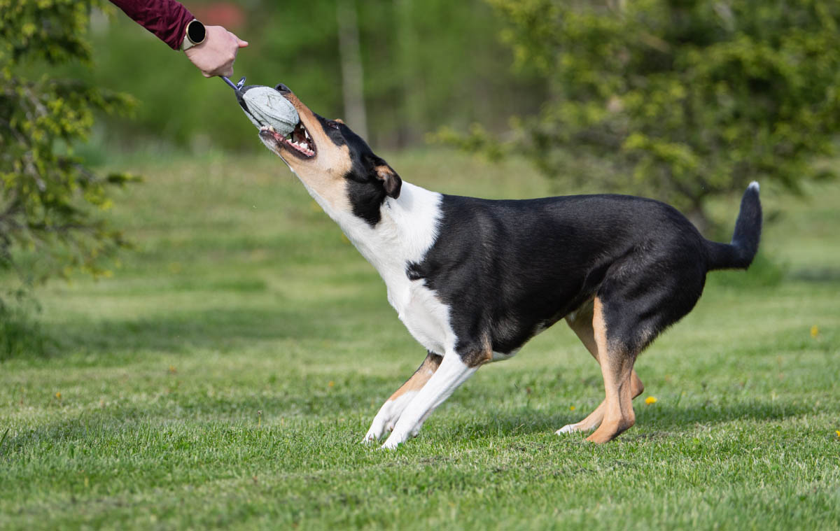 Lila Moyhis ja lk collie leikkii