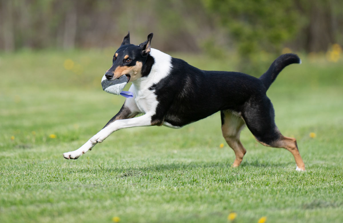 Lila Moyhis ja lk collie leikkii