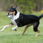 Lila Moyhis-pallo ja lk collie