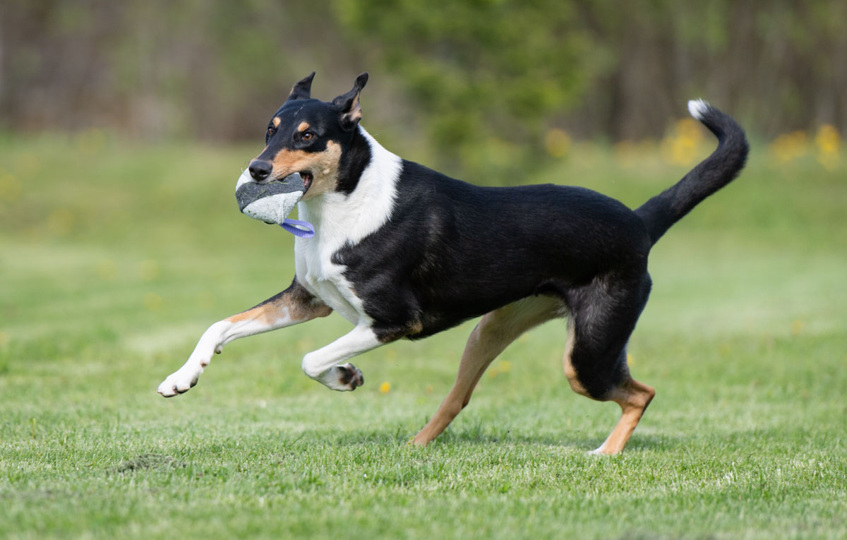 Lila Moyhis ja lk collie leikkii