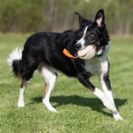 Moyhis oranssi bordercollie