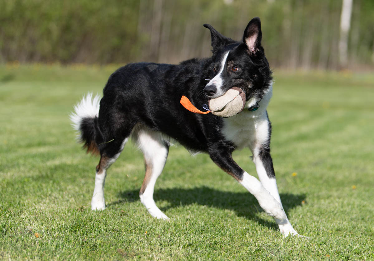 Moyhis oranssi bordercollie