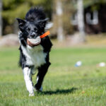 oranssi moyhis ja bordercollie