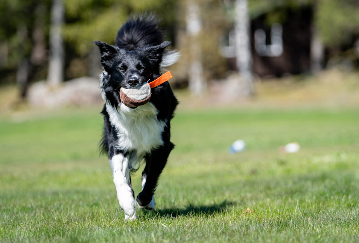 Oranssi Möyhis ja bordercollie