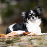 SporttiRakin oranssi Sopis mokkatyyny pienelle koiralle