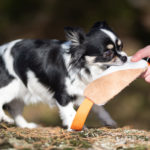 SporttiRakki oranssi Sopis mokkatyyny pieni koira