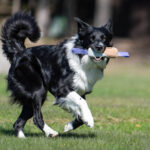 lila sopis ja bordercollie