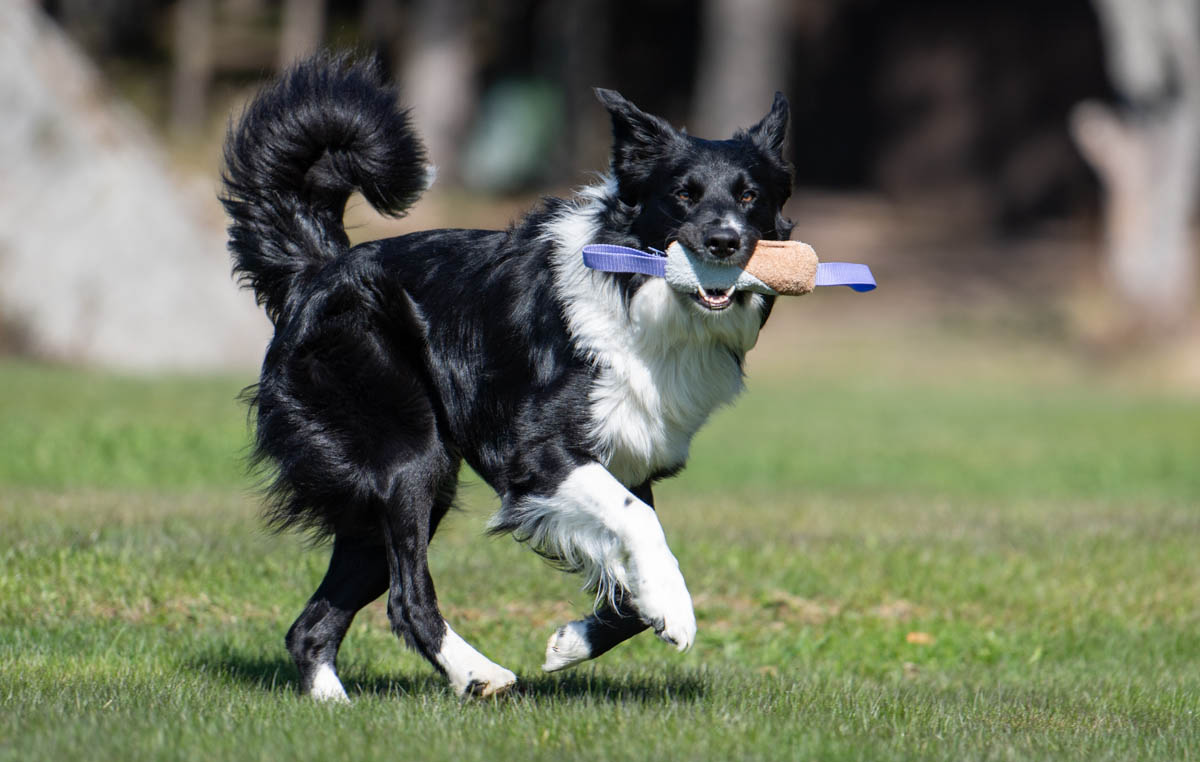 Lila Söpis ja bordercollie