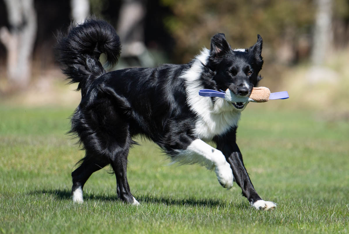 Lila Söpis ja bordercollie