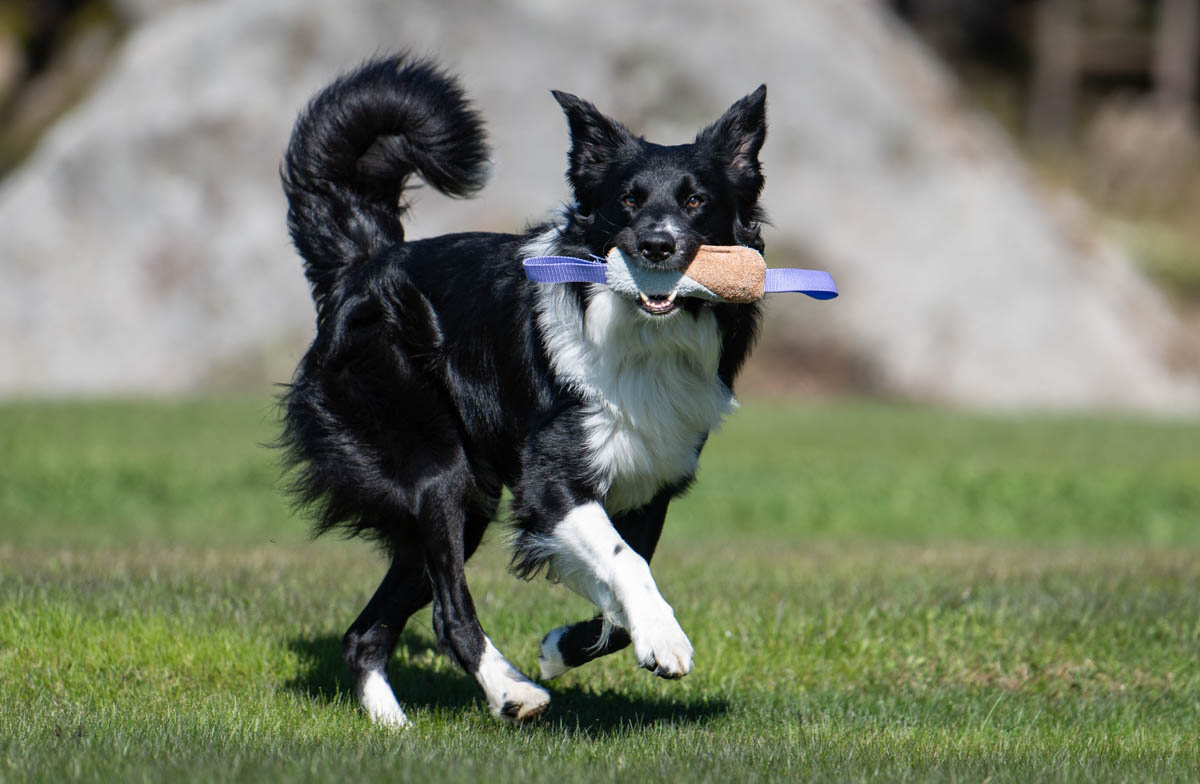 Lila Söpis ja bordercollie