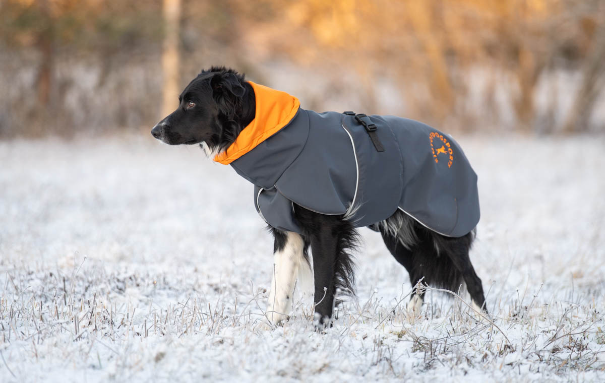 SporttiPalttoo harmaa-oranssi koko 60 cm ja iso bc-uros SporttiPalttoo harmaa-oranssi koko 60 cm ja iso bc-uros