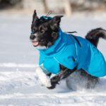 Bordercollieuros ja sininen kotimainen ProPalttoo koiran talvitakki