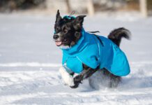 Bordercollieuros ja sininen kotimainen ProPalttoo koiran talvitakki