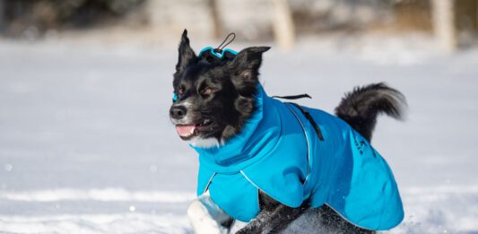 Bordercollieuros ja sininen kotimainen ProPalttoo koiran talvitakki
