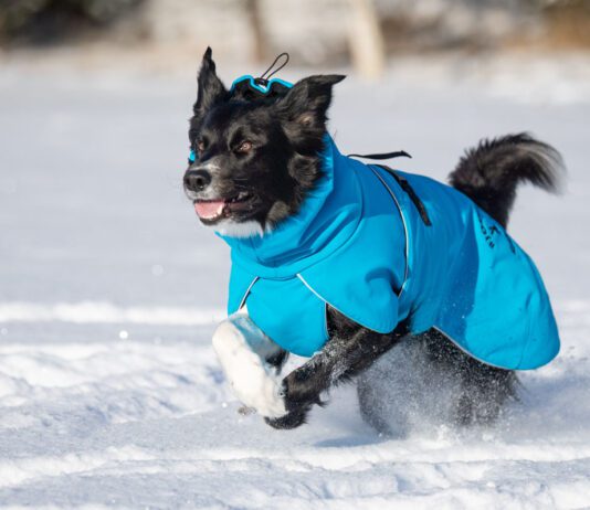 Bordercollieuros ja sininen kotimainen ProPalttoo koiran talvitakki