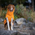 Kotimainen ProPalttoo koiran talvitakki oranssi korkea kaulus