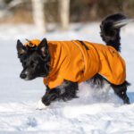 Oranssi ProPalttoo koiran takki koko 60 cm bordercollieuros