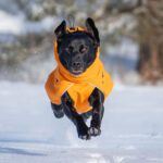 Oranssi ProPalttoo koiran takki koko 60 cm labbis