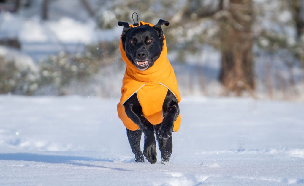 Oranssi ProPalttoo koiran takki koko 60 cm labradori
