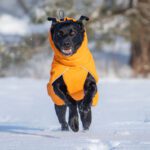 Oranssi ProPalttoo koiran takki koko 60 cm labradori