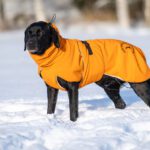 Oranssi ProPalttoo koiran talvitakki koko 60 cm labbis