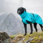 ProPalttoo koiran takki turkoosi labbis koko 60 cm