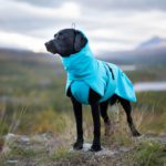 ProPalttoo koiran takki turkoosi takin etuosa