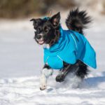 ProPalttoo sininen koko 60 cm ja bordercollieuros