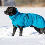 Sininen ProPalttoo koko 60 cm ja labradoriuros