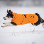 bordercollienarttu 50 cm ProPalttoo koiran takki oranssi juostessa