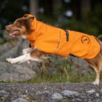 oranssi ProPalttoo koiran takki bordercollie