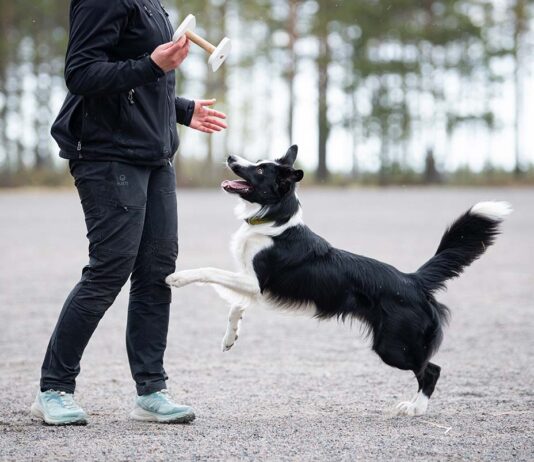 Nettiluento to 12.1. – Koira suuri, ihminen pieni – osa 2 Hanna Närhi