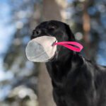 Kotimainen koiran lelu Muhkis mokkapallo pinkki labradori