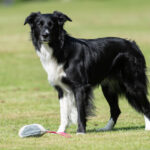 Muhkis pinkki ja bordercollie