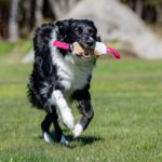pinkki sopis ja bordercollie