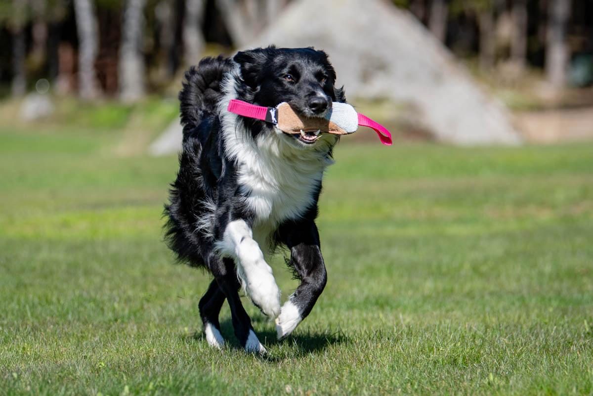 Pinkki Söpis ja bortsu