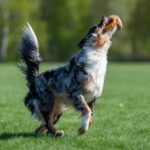 Oranssi JoustoMoyhis koiran treenilelu vetolelu