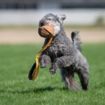 Oranssi JoustoMoyhis pumi koiran treenilelu