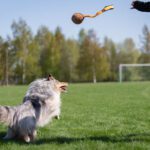 Oranssi JoustoMoyhis treenilelu ja vetolelu koiraharrastajille